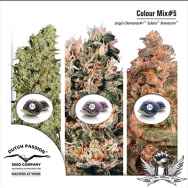 Dutch Passion Seeds Coloured Mix 5